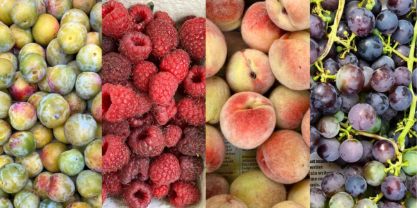 organic, UK-grown fruit, greengages, raspberries, peaches, grapes