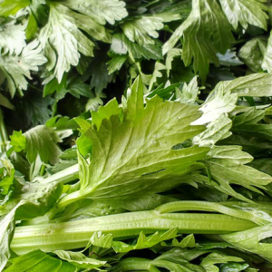 green celery leaves